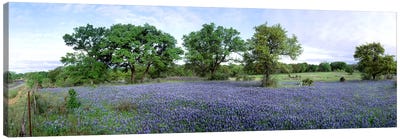 Field Of Bluebonnets, Hill County, Texas, USA Canvas Art Print - Panoramic & Horizontal Wall Art