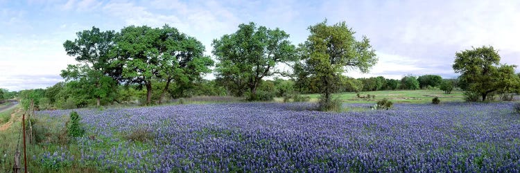 Field Of Bluebonnets, Hill County, Texas, USA by Panoramic Images wall art