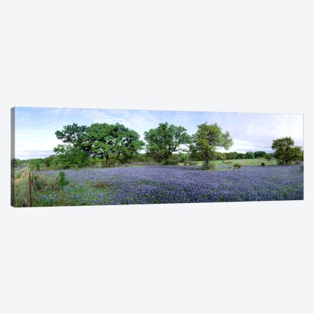 Field Of Bluebonnets, Hill County, Texas, USA Canvas Print #PIM2495} by Panoramic Images Canvas Print