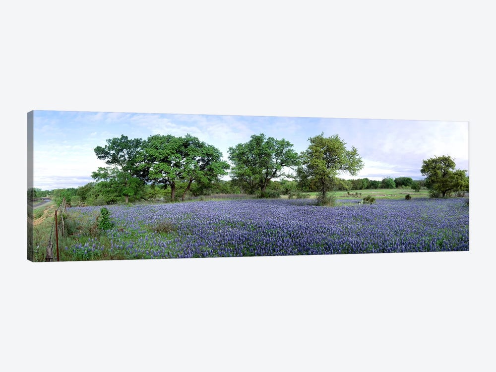 Field Of Bluebonnets, Hill County, Texas, USA by Panoramic Images 1-piece Art Print