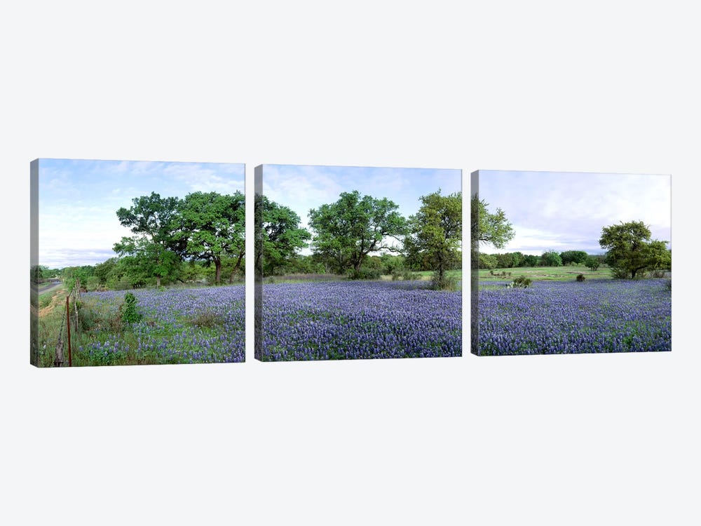 Field Of Bluebonnets, Hill County, Texas, USA by Panoramic Images 3-piece Canvas Print