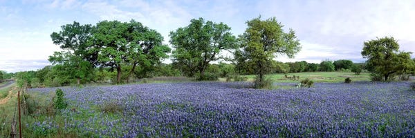 Large Photography - Canvas Prints: Field Of Bluebonnets, Hill County, Texas, USA by Panoramic Images