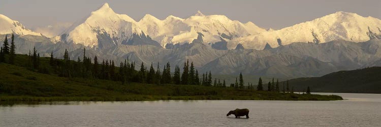 Moose standing on a frozen lakeWonder Lake, Denali National Park, Alaska, USA