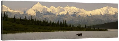 Moose standing on a frozen lakeWonder Lake, Denali National Park, Alaska, USA Canvas Art Print - Nature Panoramics