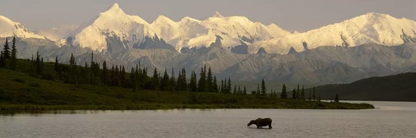 Panoramic Images: Moose standing on a frozen lakeWonder Lake, Denali National Park, Alaska, USA by Panoramic Images