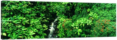 Aerial View Of A Hidden Cascading Stream, Big Island, Hawaii, USA Canvas Art Print - Plant Art