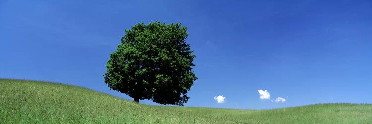 View Of A Lone Tree on A Hillside In Summer