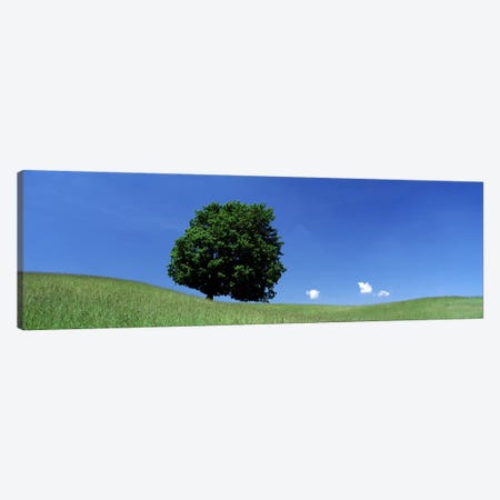 View Of A Lone Tree on A Hillside In Summer Canvas Print #PIM2516} by Panoramic Images Canvas Artwork