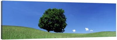 View Of A Lone Tree on A Hillside In Summer Canvas Art Print - Hill & Hillside Art