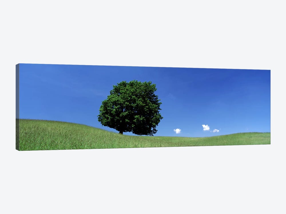 View Of A Lone Tree on A Hillside In Summer by Panoramic Images 1-piece Canvas Art Print