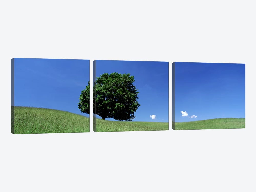 View Of A Lone Tree on A Hillside In Summer by Panoramic Images 3-piece Canvas Art Print