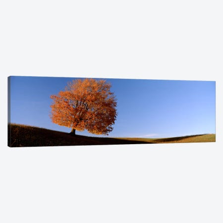 View Of A Lone Tree on A Hill In Fall Canvas Print #PIM2517} by Panoramic Images Canvas Art