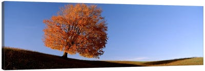 View Of A Lone Tree on A Hill In Fall Canvas Art Print - Oak Tree Art