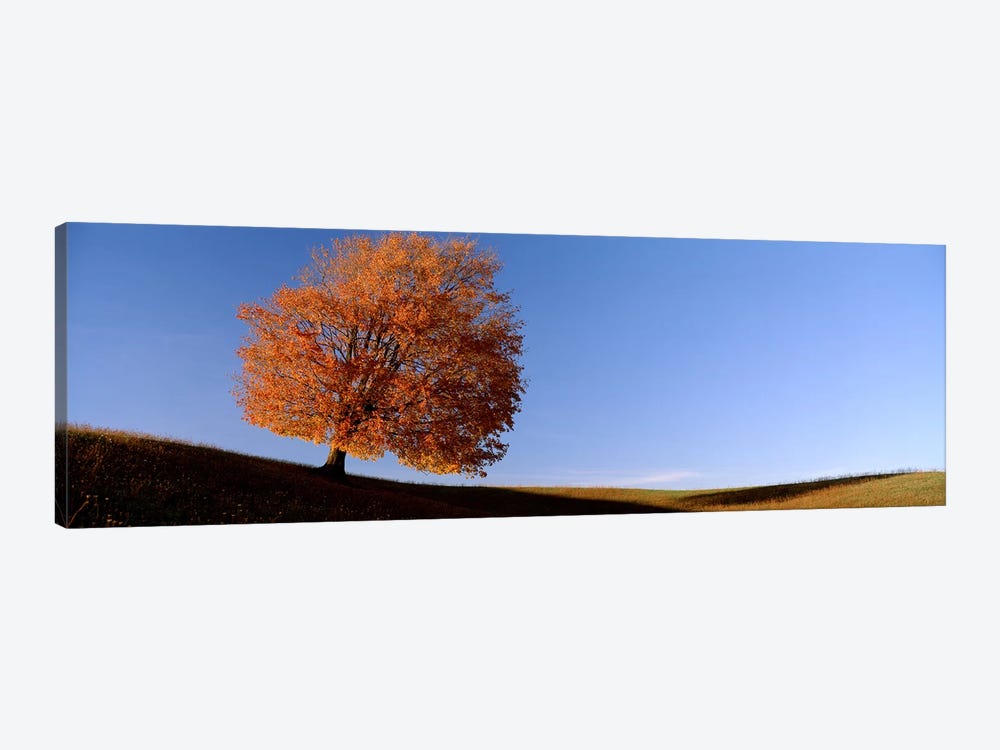 View Of A Lone Tree on A Hill In Fall by Panoramic Images 1-piece Canvas Wall Art