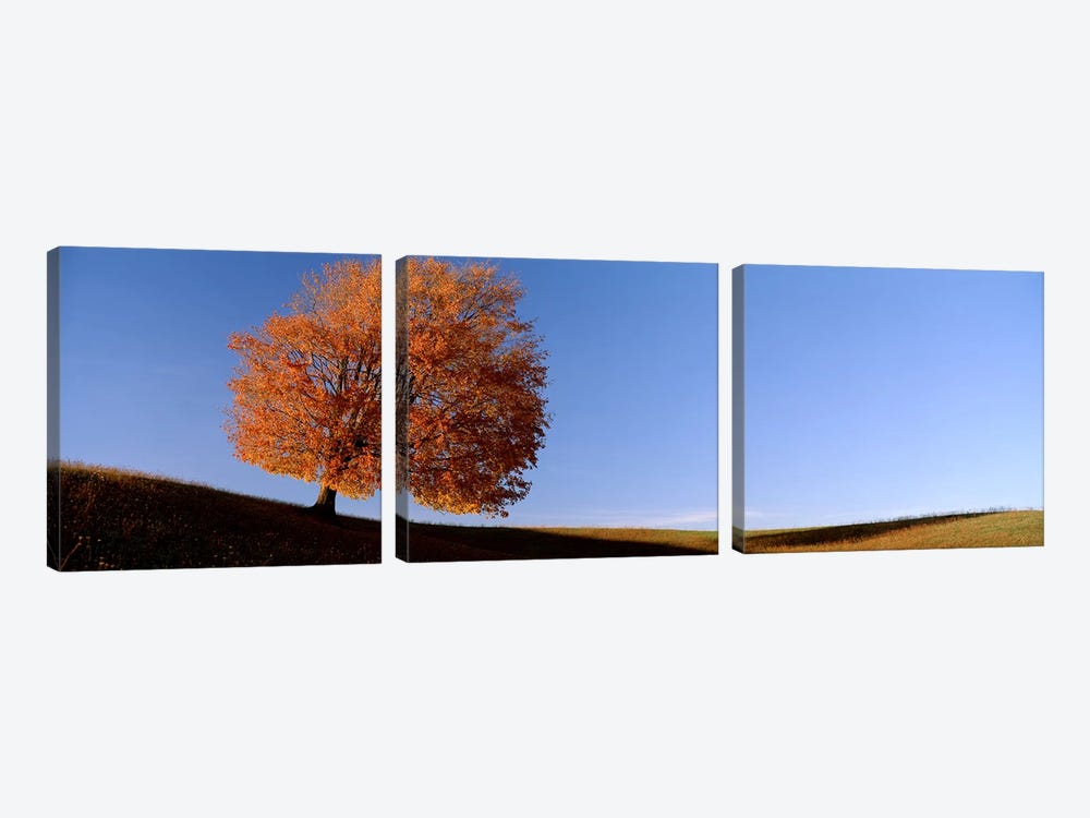 View Of A Lone Tree on A Hill In Fall by Panoramic Images 3-piece Canvas Wall Art