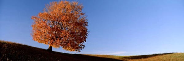 Oak Trees: View Of A Lone Tree on A Hill In Fall by Panoramic Images