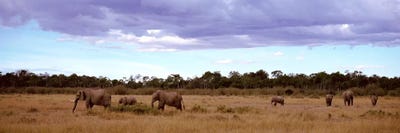 Herd Of Elephants, Masai Mara National Reserve, Kenya, Africa by Panoramic Images framed canvas print