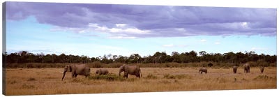 Herd Of Elephants, Masai Mara National Reserve, Kenya, Africa Canvas Art Print - Maasai Mara National Reserve