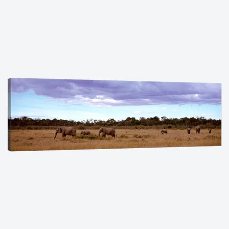 Herd Of Elephants, Masai Mara National Reserve, Kenya, Africa Canvas Print #PIM2548} by Panoramic Images Canvas Wall Art