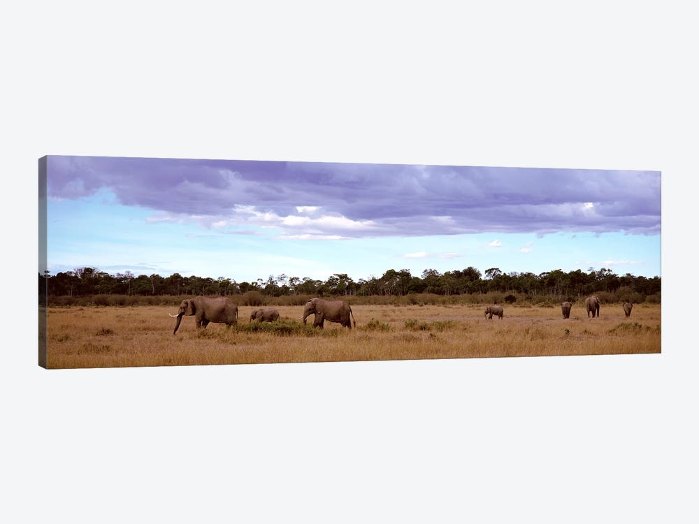 Herd Of Elephants, Masai Mara National Reserve, Kenya, Africa by Panoramic Images 1-piece Canvas Artwork