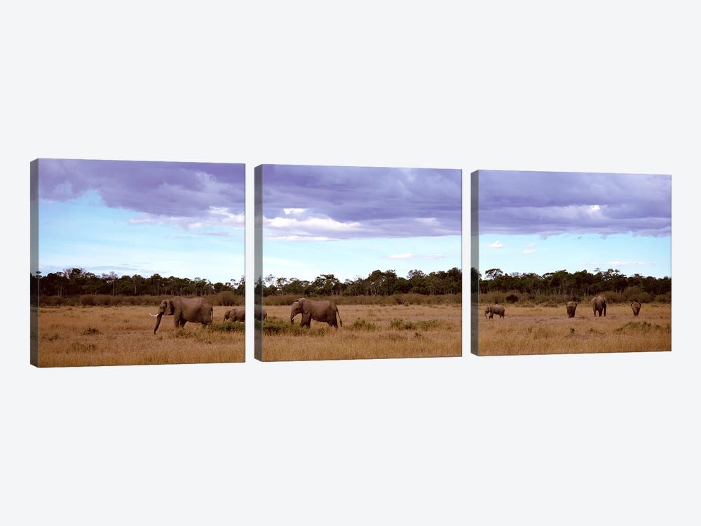 Herd Of Elephants, Masai Mara National Reserve, Kenya, Africa by Panoramic Images 3-piece Canvas Art
