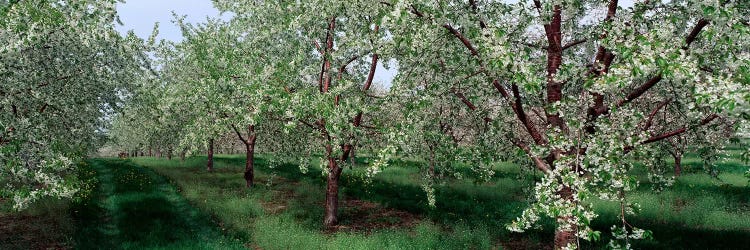 View of spring blossoms on cherry trees