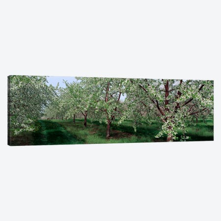 View of spring blossoms on cherry trees Canvas Print #PIM2560} by Panoramic Images Canvas Art
