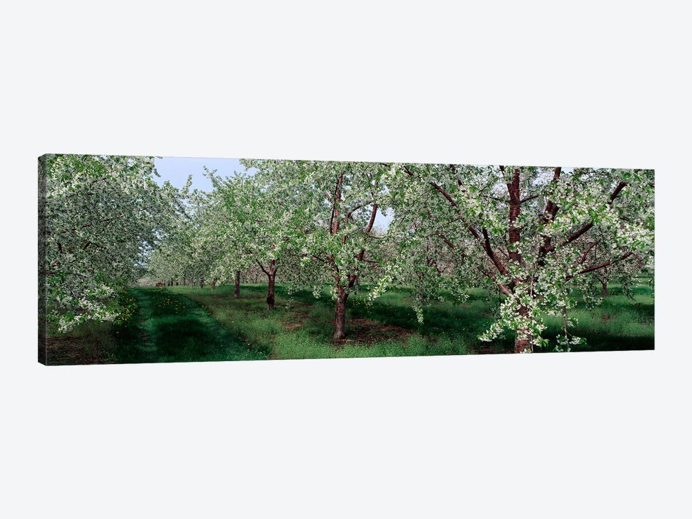 View of spring blossoms on cherry trees by Panoramic Images 1-piece Canvas Artwork