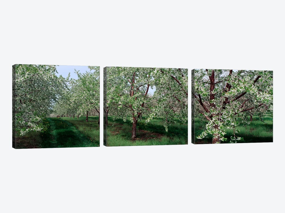 View of spring blossoms on cherry trees by Panoramic Images 3-piece Canvas Artwork