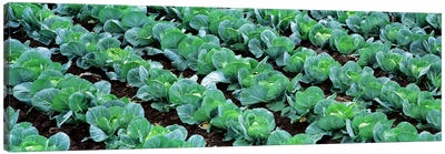 Cabbage Crop, Yamhill County, Oregon, USA Canvas Art Print - Plant Art