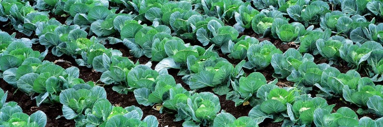 Cabbage Crop, Yamhill County, Oregon, USA