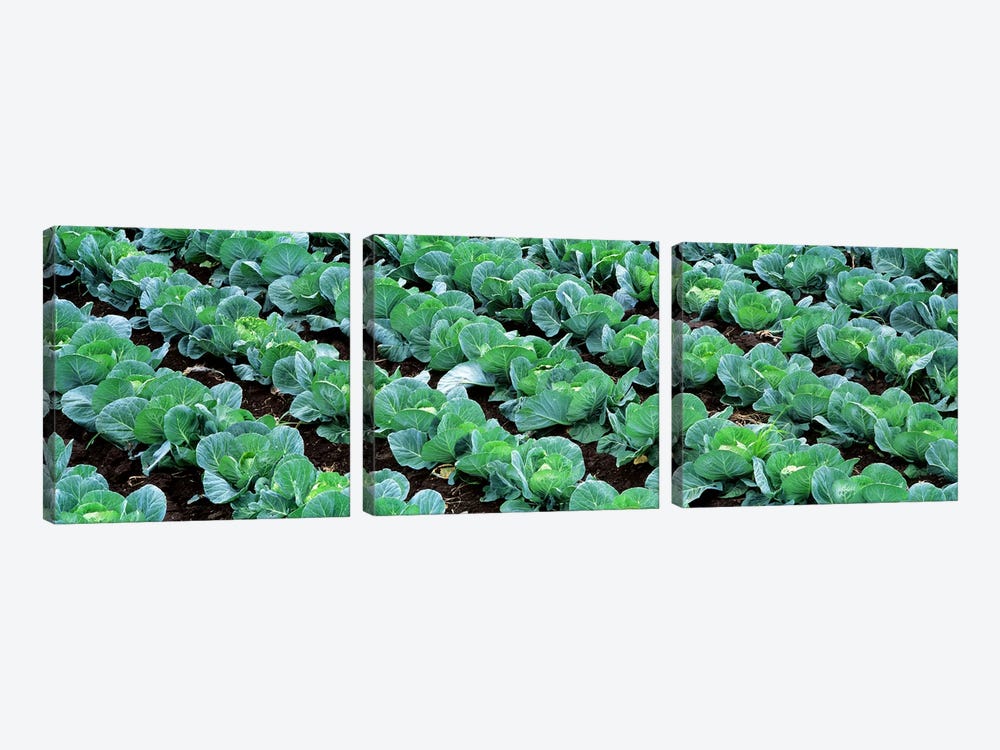 Cabbage Crop, Yamhill County, Oregon, USA by Panoramic Images 3-piece Art Print
