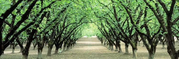 Hazel Nut Orchard, Dayton, Oregon, USA