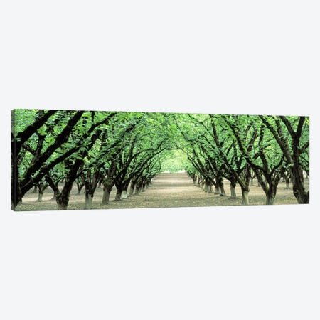 Hazel Nut Orchard, Dayton, Oregon, USA Canvas Print #PIM2568} by Panoramic Images Canvas Wall Art