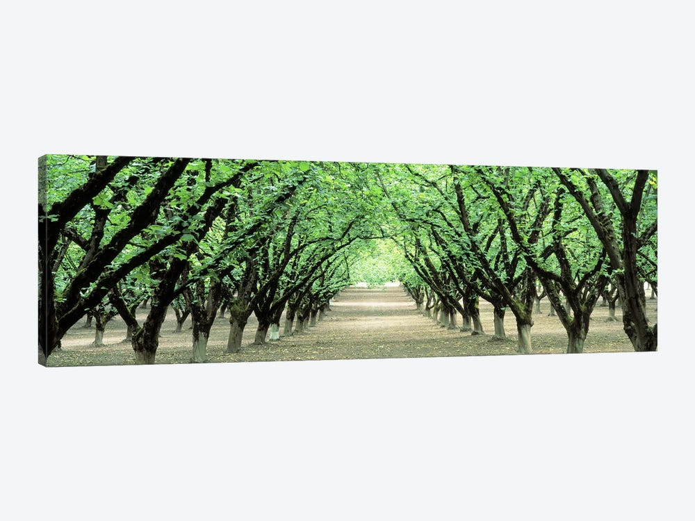 Hazel Nut Orchard, Dayton, Oregon, USA by Panoramic Images 1-piece Canvas Art
