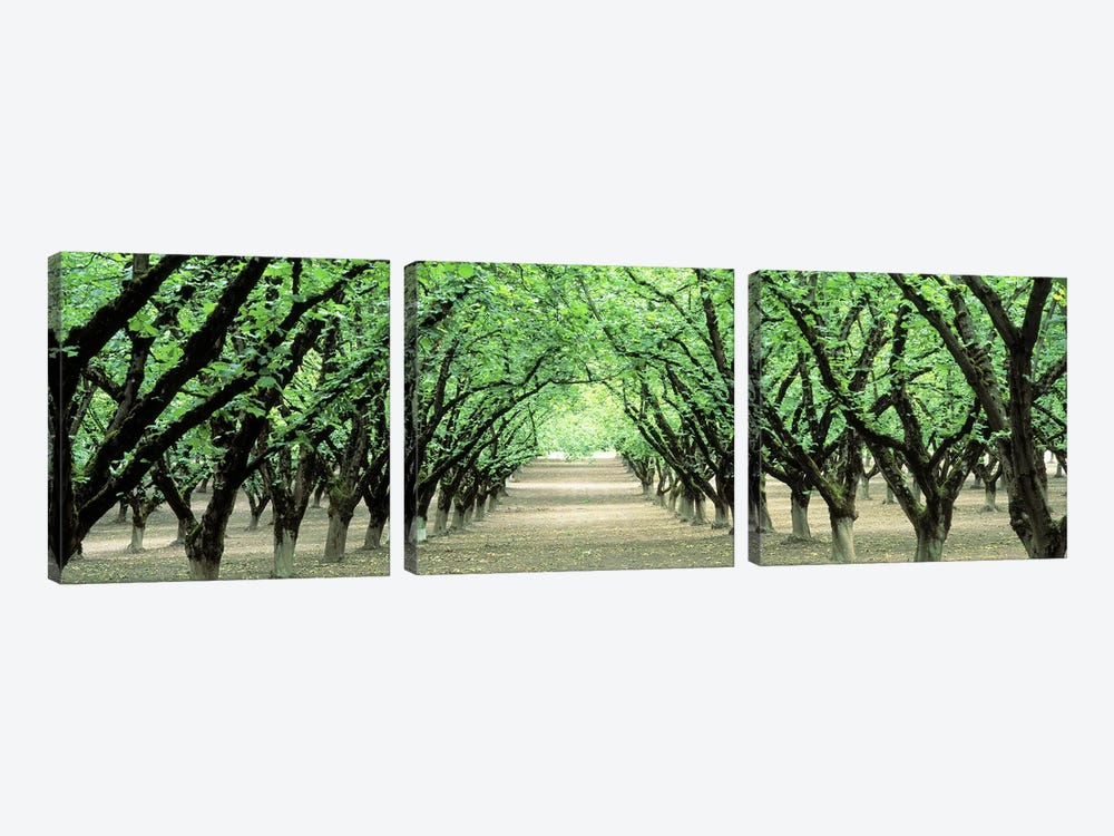 Hazel Nut Orchard, Dayton, Oregon, USA by Panoramic Images 3-piece Canvas Wall Art