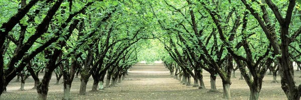 Hazel Nut Orchard, Dayton, Oregon, USA