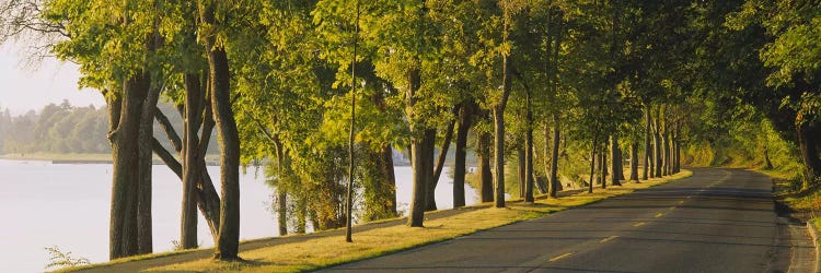 Trees along a road, Lake Washington Boulevard, Seattle, Washington State, USA