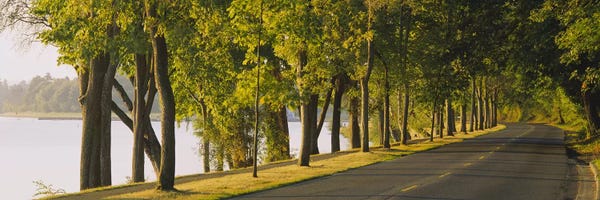 Seattle: Trees along a road, Lake Washington Boulevard, Seattle, Washington State, USA by Panoramic Images