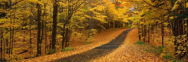 Autumn Road, Emery Park, New York State, USA