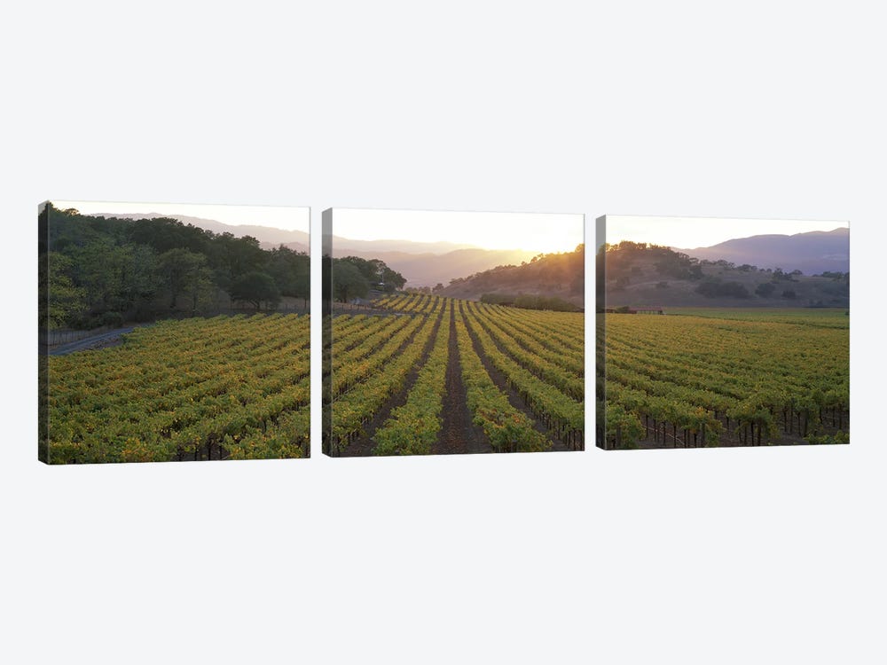 Vineyard Sunset, Napa Valley, California, USA by Panoramic Images 3-piece Canvas Print