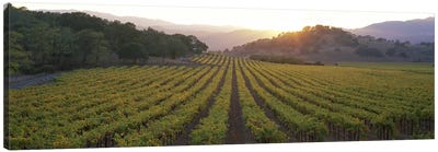 Vineyard Sunset, Napa Valley, California, USA Canvas Art Print - Wine Art