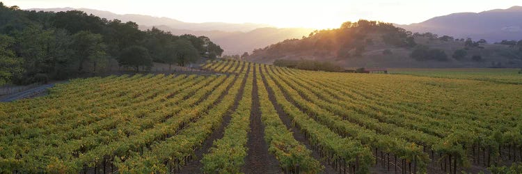 Vineyard Sunset, Napa Valley, California, USA