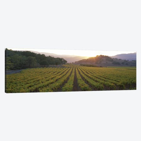 Vineyard Sunset, Napa Valley, California, USA Canvas Print #PIM2603} by Panoramic Images Canvas Print