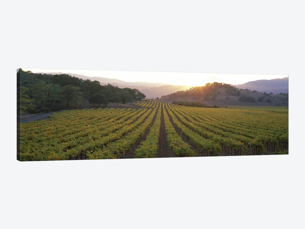 Vineyard Sunset, Napa Valley, California, USA by Panoramic Images 1-piece Canvas Art Print