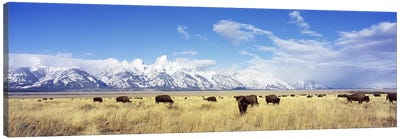 Bison Herd, Grand Teton National Park, Wyoming, USA Canvas Art Print - Panoramic Photography