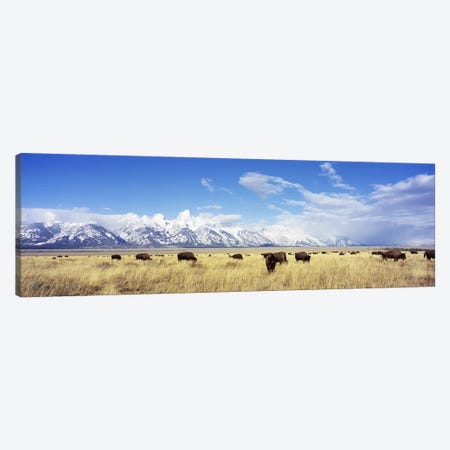 Bison Herd, Grand Teton National Park, Wyoming, USA Canvas Print #PIM2615} by Panoramic Images Canvas Art Print