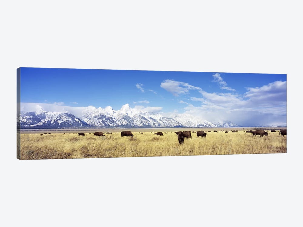 Bison Herd, Grand Teton National Park, Wyoming, USA 1-piece Canvas Artwork