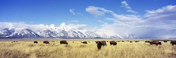 Wide Open Spaces: Bison Herd, Grand Teton National Park, Wyoming, USA by Panoramic Images