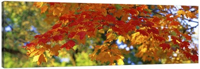 Fall Foliage, Guilford, Baltimore City, Maryland, USA Canvas Art Print - Tree Close-Up Art